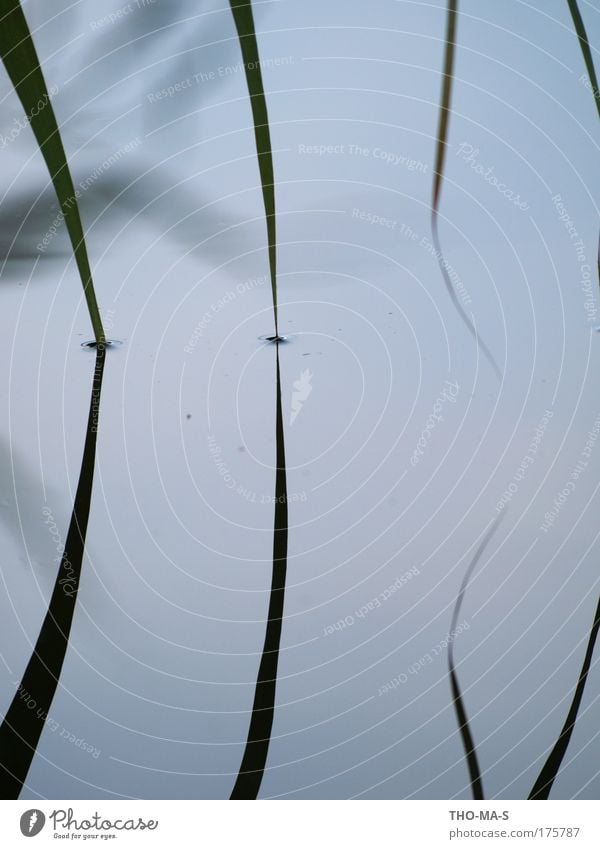 Zusammen eintauchen Landschaft Tier Wasser Pflanze Gras Grünpflanze Seeufer Schilfrohr Halm dalen Niederlande Streifen Kreis berühren Unendlichkeit nah Spitze