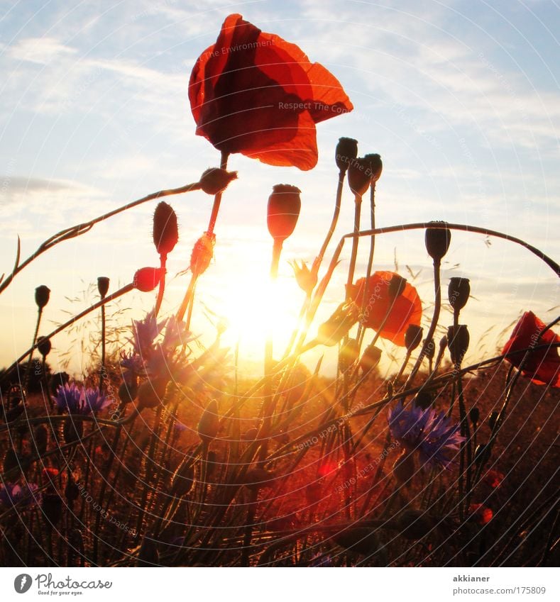 Im Sonnenuntergang Farbfoto mehrfarbig Außenaufnahme Menschenleer Tag Abend Sonnenlicht Sonnenstrahlen Sonnenaufgang Gegenlicht Umwelt Natur Landschaft Pflanze