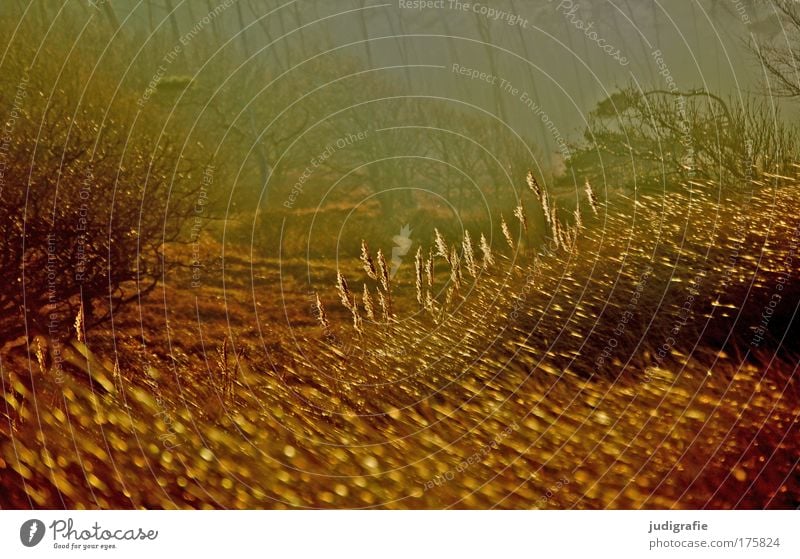 Darß Farbfoto Außenaufnahme Tag Abend Umwelt Natur Landschaft Pflanze Wind Baum Gras Sträucher Wald Urwald Küste Ostsee leuchten fantastisch glänzend wild gold