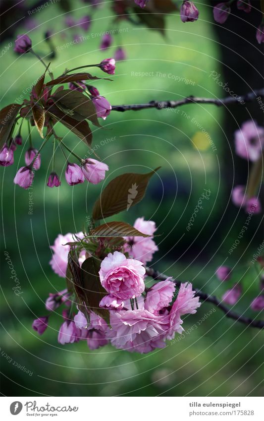 blütenzauber Farbfoto Außenaufnahme Tag Natur Sommer Baum Blüte frisch natürlich grün rosa Frühlingsgefühle Leben Farbe frühlingshaft Kirschbaum Kirschblüten