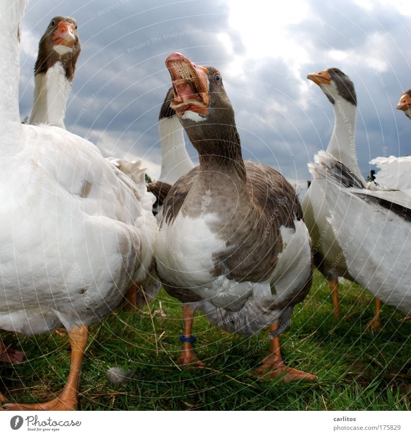 GÄNSEBRATEN ?!?!?!?!? Kannst du vergessen ..... Weitwinkel Tierporträt Wiese Dorf Haustier Flügel Gans Federn Federvieh Tiergruppe beobachten Blick schreien