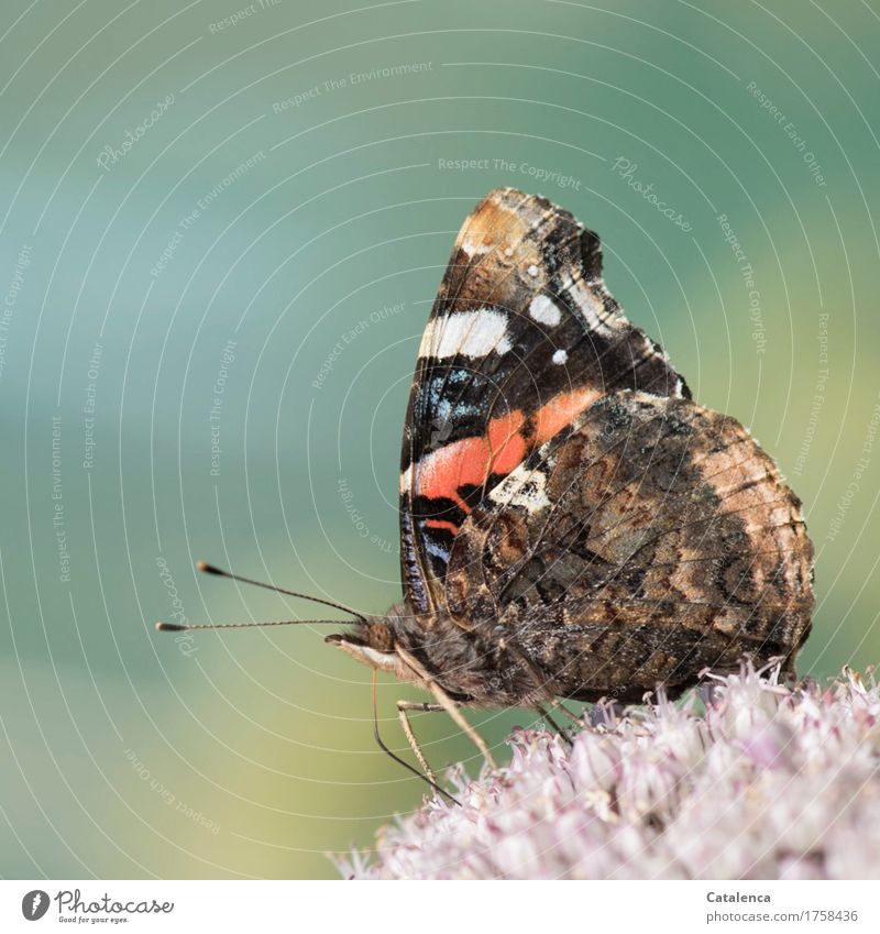 Admiral; Schmetterling Natur Pflanze Blüte Nutzpflanze Lauchgemüse Garten Gemüsegarten Tier Wildtier Insekt 1 Blühend Duft fliegen Fressen verblüht schön