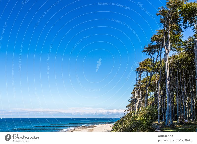 Nienhagen Natur Landschaft Wasser Sommer Wald Küste Strand Zufriedenheit friedlich achtsam Verlässlichkeit Vorsicht Gelassenheit geduldig ruhig Farbfoto