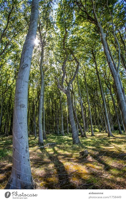 Gespensterwald Natur Landschaft Pflanze Sonnenlicht Sommer Wald Ostsee Zufriedenheit Lebensfreude achtsam Freundlichkeit Verlässlichkeit Pünktlichkeit Vorsicht