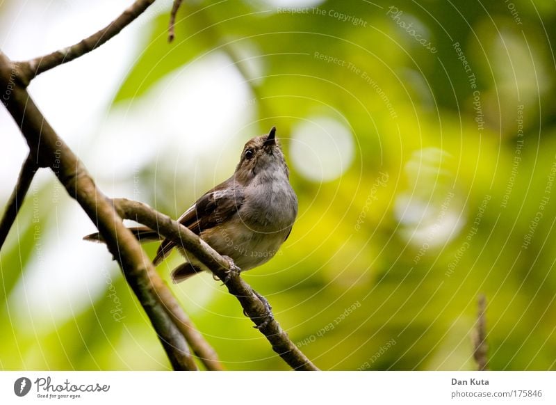 Vogelperspektive Natur Tier Sonne Sonnenlicht Schönes Wetter Pflanze Grünpflanze Wildpflanze Blätterdach Tiergesicht Flügel Zoo Spatz 1 festhalten fliegen