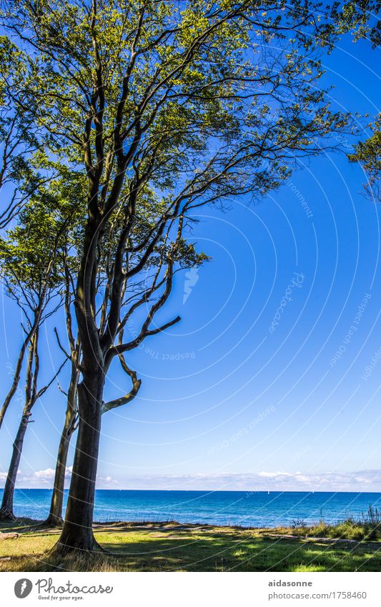 Gespensterwald Landschaft Wasser Wolkenloser Himmel Schönes Wetter Wald Ostsee Zufriedenheit friedlich achtsam Verlässlichkeit Vorsicht Gelassenheit geduldig