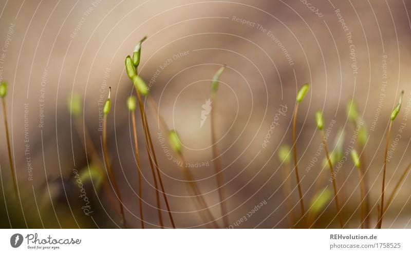 Moos Umwelt Natur Grünpflanze Wildpflanze Wachstum klein grün Farbfoto Gedeckte Farben Außenaufnahme Nahaufnahme Detailaufnahme Makroaufnahme