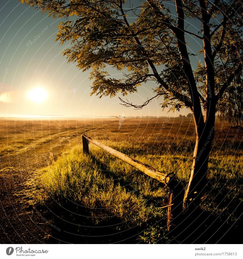 Koppel Umwelt Natur Landschaft Pflanze Wolkenloser Himmel Horizont Schönes Wetter Baum Gras Sträucher Wiese Weide Barriere Holz glänzend leuchten Unendlichkeit