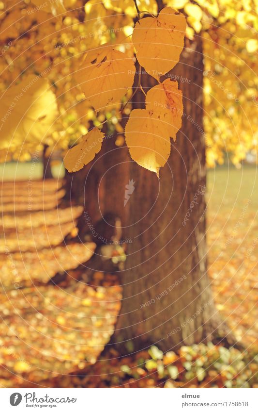 Herbst bei Familie Linde Schönes Wetter Baum Blatt Lindenblatt Baumstamm Ast Baumreihe Park Lebensabend fallen hängen hell trocken gelb gold Glück Lebensfreude