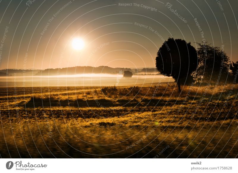 Land der Frühaufsteher Umwelt Natur Landschaft Pflanze Luft Wolkenloser Himmel Horizont Schönes Wetter Nebel Wärme Baum Gras Sträucher Wiese Feld glänzend