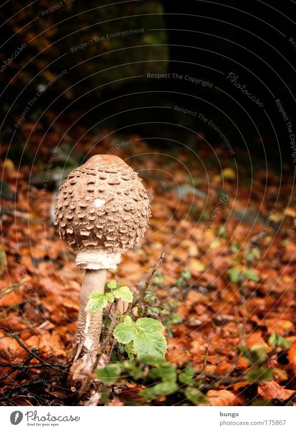 ...vir venit et bibit Farbfoto Außenaufnahme Textfreiraum oben Abend Schatten Froschperspektive Umwelt Natur Pflanze Erde Pilz Parasolpilz Pilzhut Wald