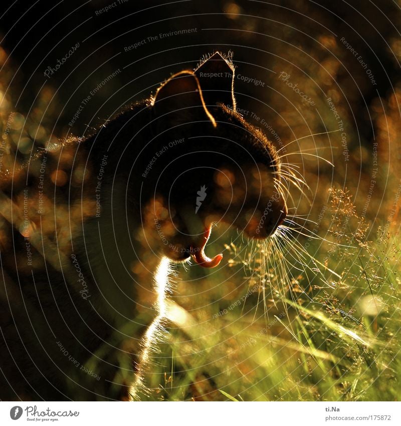 Katzenfratze Schönes Wetter Pflanze Gras Sträucher Grünpflanze Garten Tier Haustier Fell Zunge Schnurrhaar 1 Erholung warten frech Freundlichkeit niedlich schön