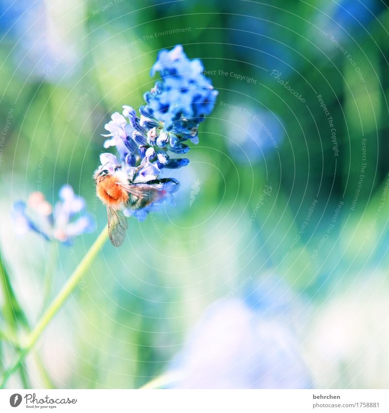 ...WILL... Natur Pflanze Tier Sommer Schönes Wetter Blume Blatt Blüte Lavendel Garten Park Wiese Wildtier Biene Tiergesicht Flügel 1 beobachten Blühend Duft