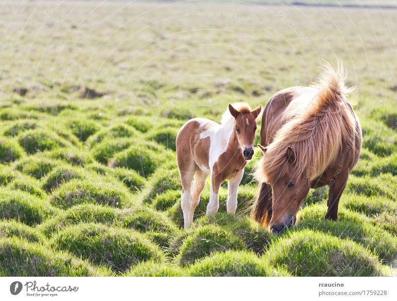 Isländisches Pferd mit ihrem Colt. Island Sommer Natur Landschaft Tier Wolken Gras Mantel grün schwarz weiß rcaucino Europa Zucht kalt isländisch Wolkendecke