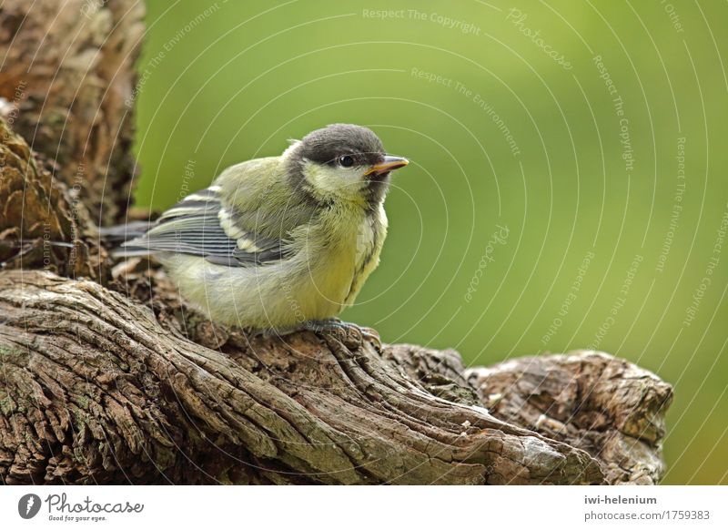 Meisenkind Tier Vogel Tierjunges Blick sitzen warten Neugier braun gelb grün schwarz weiß Interesse Erwartung Lebensfreude Farbfoto Außenaufnahme Nahaufnahme