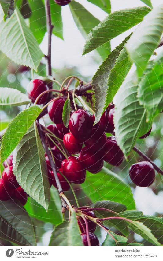 fränkische schweiz kirsch ernte Lebensmittel Frucht Ernährung Essen Picknick Bioprodukte Vegetarische Ernährung Slowfood Gesundheit Gesunde Ernährung Fitness