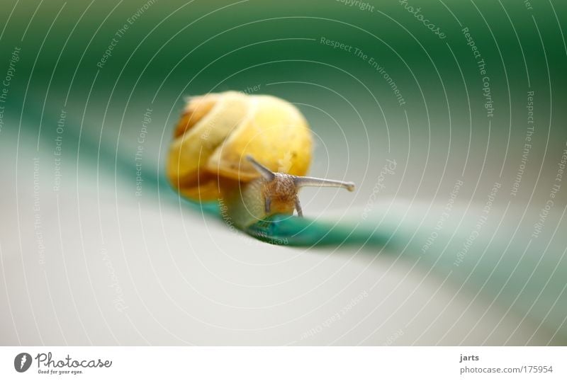 Hochseilakt Farbfoto mehrfarbig Außenaufnahme Nahaufnahme Makroaufnahme Menschenleer Tag Sonnenlicht Starke Tiefenschärfe Zentralperspektive Tierporträt