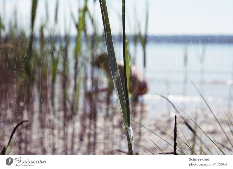 Im Hintergrund Farbfoto Außenaufnahme Tag Licht Schatten Sonnenlicht Schwache Tiefenschärfe Zentralperspektive Wegsehen 1 Mensch Umwelt Natur Landschaft Sommer