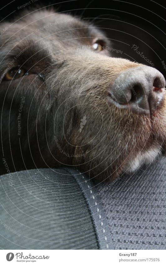 Is was Dog? Farbfoto Nahaufnahme Detailaufnahme Zentralperspektive Tierporträt Oberkörper Blick Blick in die Kamera Haustier Hund Tiergesicht 1 braun Pause