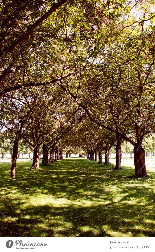 Allee Farbfoto Außenaufnahme Tag Licht Schatten Sonnenlicht Sonnenstrahlen Umwelt Natur Landschaft Sommer Baum Garten Park Wiese Wald entdecken gehen genießen