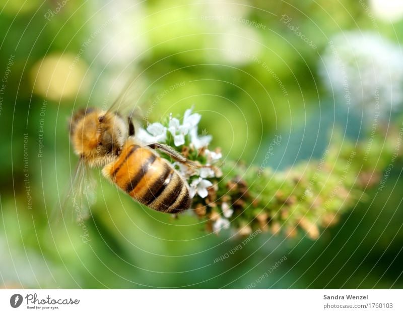 Fleißiges Bienchen Honig Honigbiene Gesundheit Sommer Garten Imker Imkerei Pflanze Blume Blüte Kräuter & Gewürze Kräutergarten Park Biene Bienenstock 1 Tier