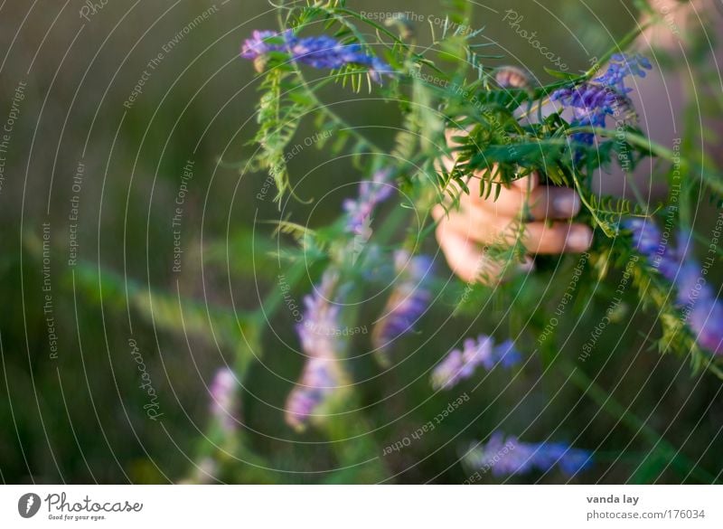 Unkraut mehrfarbig Außenaufnahme Nahaufnahme Textfreiraum links Unschärfe Schwache Tiefenschärfe Arme Hand Finger Umwelt Pflanze Blume Gras Duft einfach schön