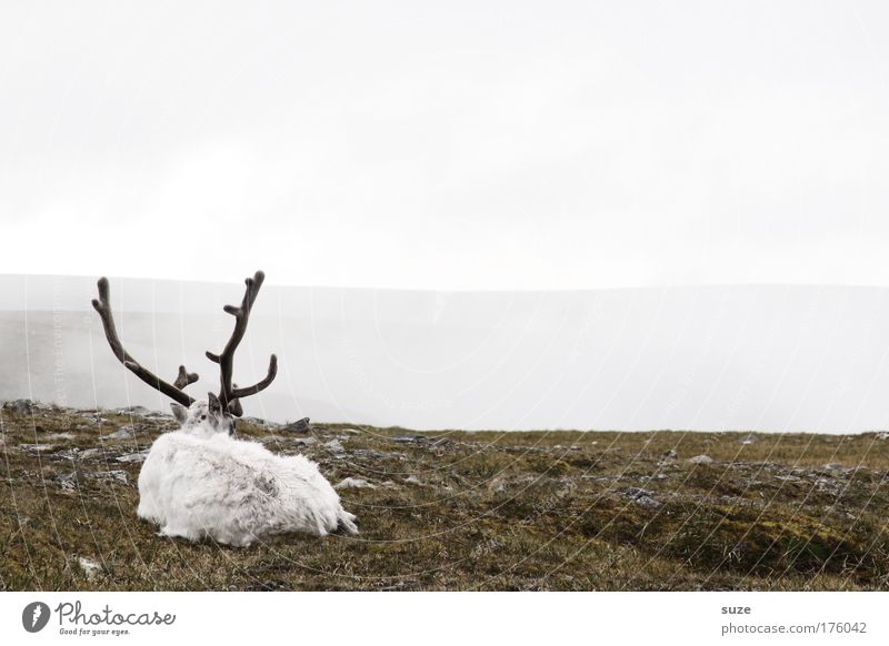 Rudolph Senior Umwelt Natur Landschaft Nebel Wiese Fjäll Tier Nutztier Wildtier Rentier 1 warten einfach trist weiß Tierliebe Gelassenheit ruhig Weisheit