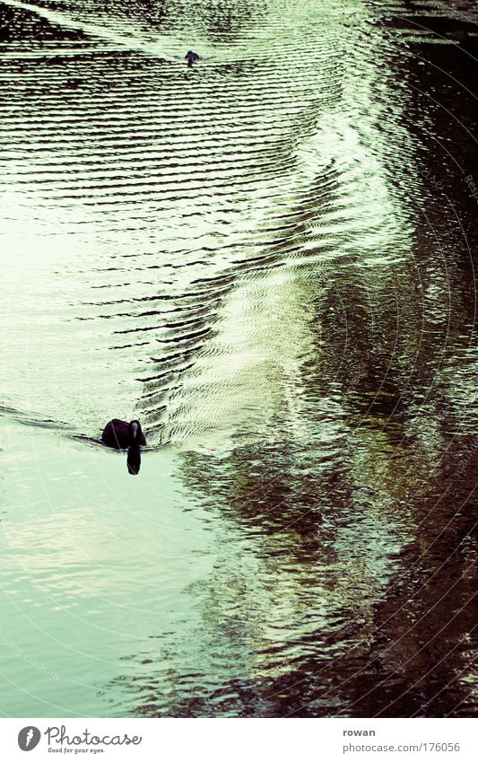 enten Farbfoto Gedeckte Farben Außenaufnahme Tag Tier Ente 2 Tierpaar Wellen Wasser Teich See Vogel ruhig Im Wasser treiben Schwimmen & Baden