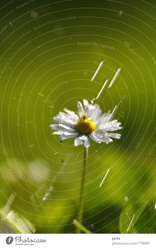 blitschblatsch Farbfoto mehrfarbig Außenaufnahme Nahaufnahme Detailaufnahme Makroaufnahme Menschenleer Textfreiraum oben Tag Sonnenlicht Starke Tiefenschärfe