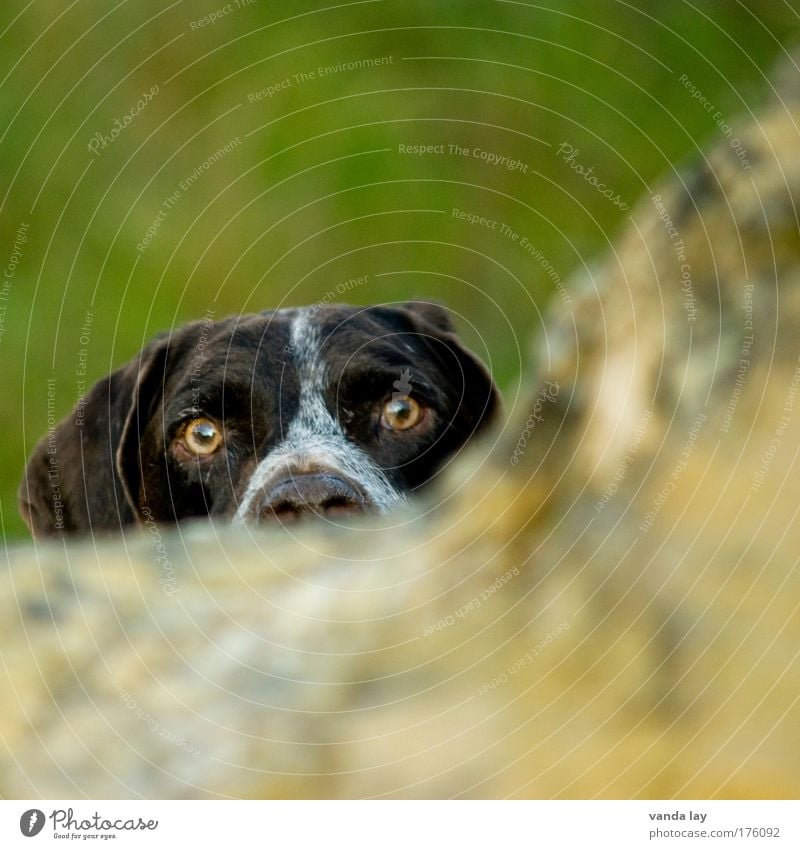 Er spickelt Farbfoto Gedeckte Farben Menschenleer Textfreiraum rechts Textfreiraum oben Textfreiraum unten Tag Unschärfe Schwache Tiefenschärfe Tierporträt