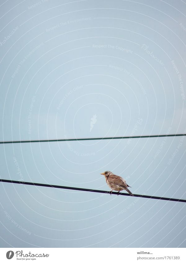 Wacholderdrossel in der Stadt- to walk the line Vogel Drossel Drahtseil oben Hochspannungsleitung Oberleitung Linie Linientreue mehrgleisig Richtungswechsel