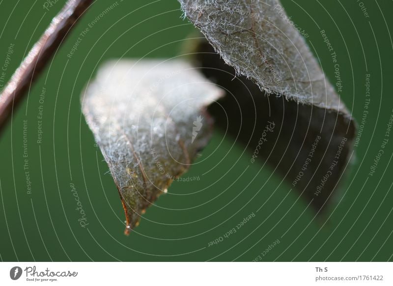 Blatt Natur Pflanze Frühling Sommer Herbst hängen verblüht ästhetisch authentisch einfach elegant natürlich braun grau grün Gelassenheit geduldig ruhig