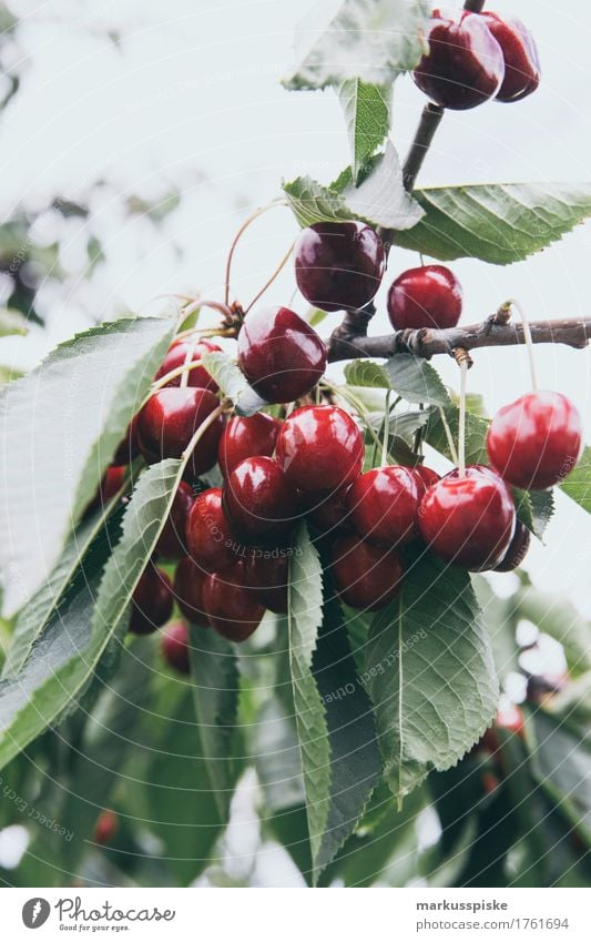 reife frische bio kirschen Lebensmittel Frucht Kirsche Kirschbaum Kirschbaumrinde Kirschbaumholz Obstbau Obstbaum Ernährung Essen Picknick Bioprodukte