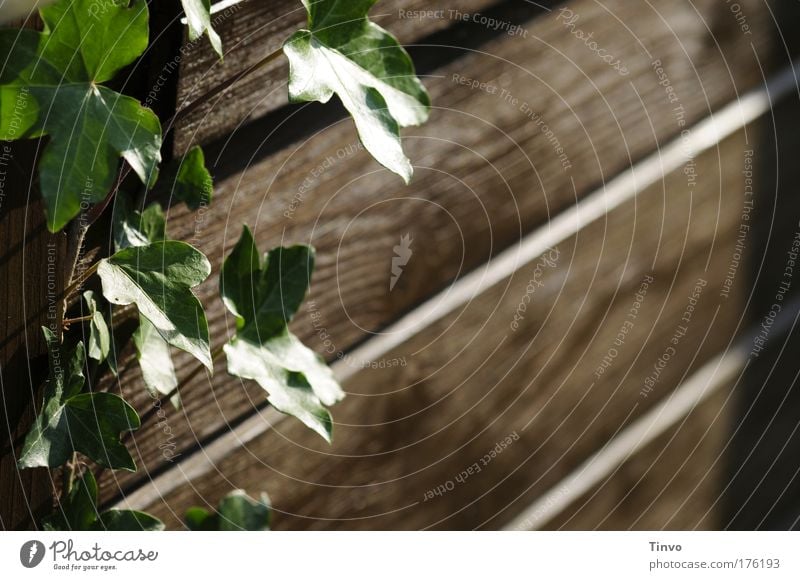 Troier Froind Efoi 2 Farbfoto Gedeckte Farben Außenaufnahme Nahaufnahme Tag Licht Schatten Sonnenlicht Natur Pflanze Blatt Grünpflanze Garten Hütte Wachstum