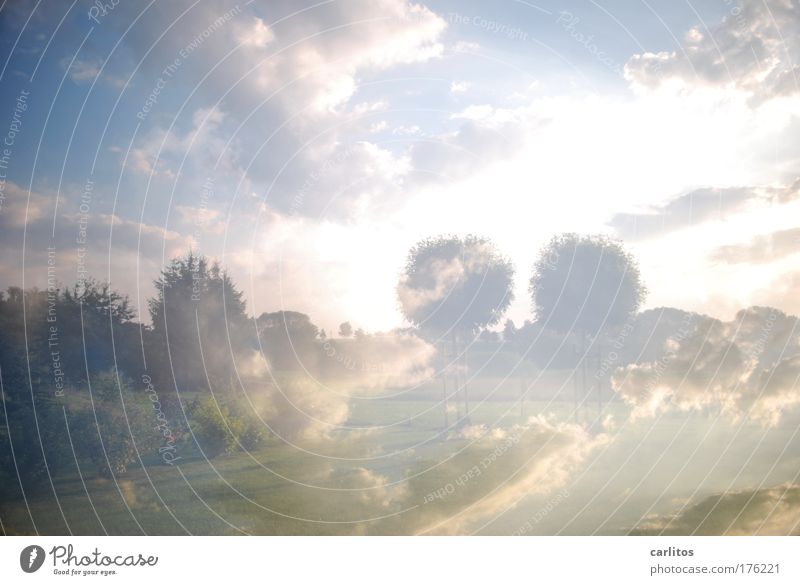 lucy in the sky with diamonds Experiment Licht Lichterscheinung Gegenlicht Langzeitbelichtung Weitwinkel Rauschmittel ruhig Freiheit Wolken Klima Baum leuchten