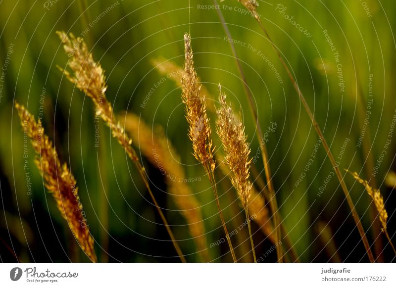 Gras Farbfoto Außenaufnahme Detailaufnahme Tag Sonnenlicht Umwelt Natur Pflanze Sommer Wiese Wachstum schön weich gold grün Warmherzigkeit einzigartig