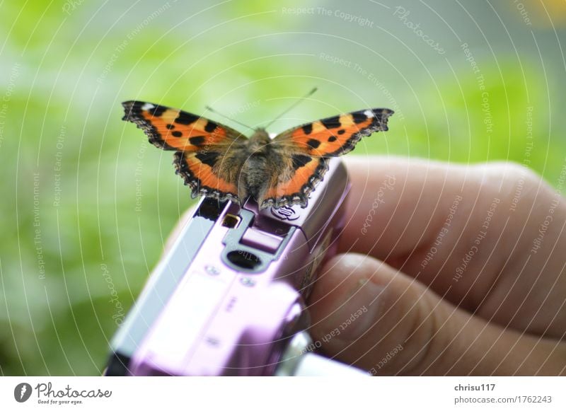 Fototermin Natur Feld Tier Wildtier Schmetterling 1 sitzen warten elegant natürlich braun orange schwarz Zufriedenheit Willensstärke schön Konzentration