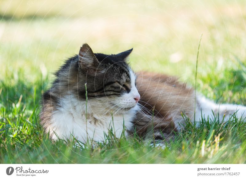 Norwegische Waldkatze im Gras Tier Haustier Wildtier Katze 1 beobachten einzigartig authentisch Weisheit Fell Wiese grün faulenzen Halbschlaf Farbfoto