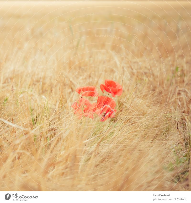 Mohnwoch (mittig) Umwelt Natur Landschaft Pflanze Sommer Herbst Klima Schönes Wetter Blüte Feld gelb rot Mohnblüte Getreide Getreidefeld Farbfoto Außenaufnahme