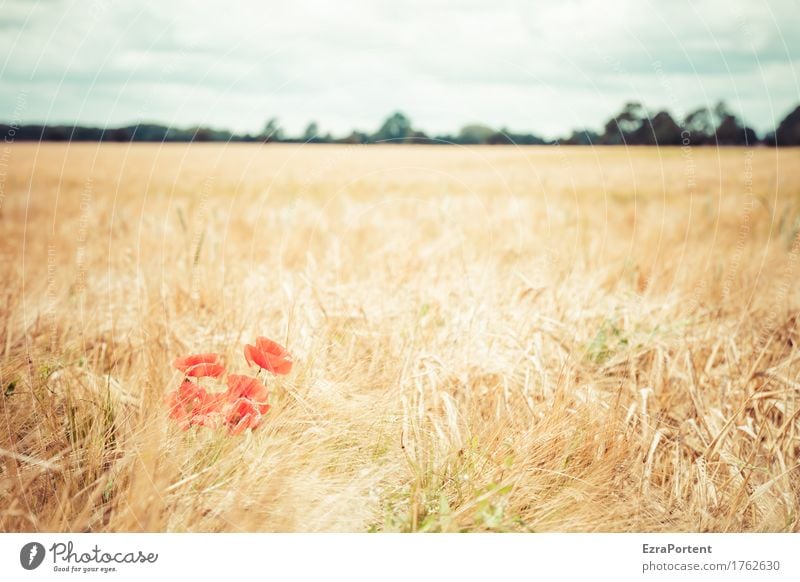 Mohnwoch Umwelt Natur Landschaft Pflanze Himmel Wolken Sommer Herbst Klima Klimawandel Wetter Schönes Wetter Blume Blüte Nutzpflanze Wildpflanze Feld Blühend