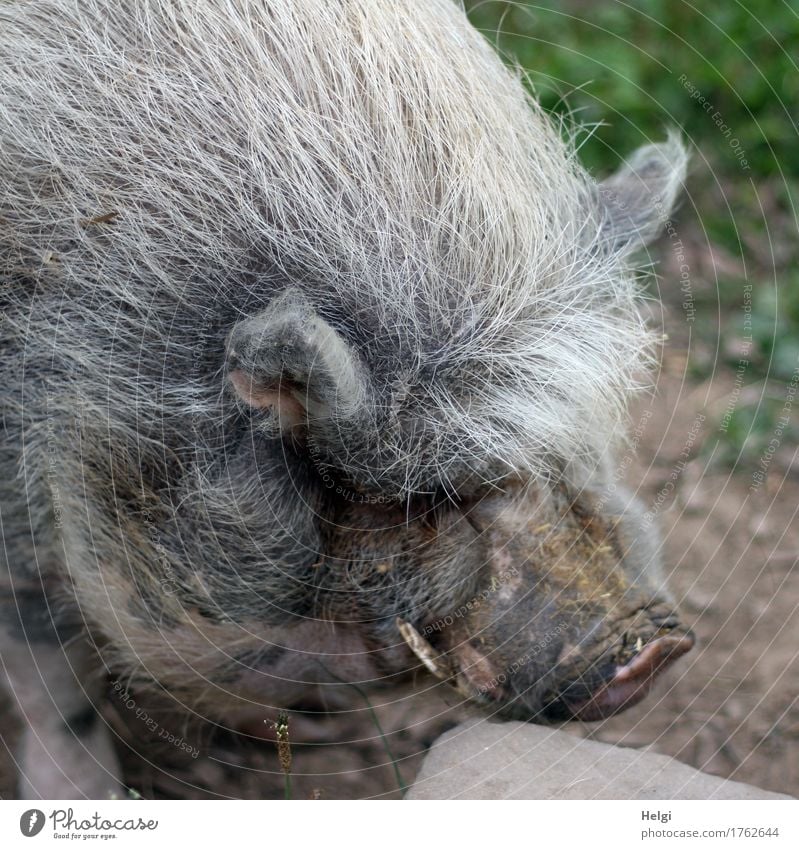 ich hab die Haare schön... Umwelt Natur Tier Haustier Hängebauchschwein Borsten Kopf 1 alt stehen authentisch einzigartig natürlich braun grau grün weiß