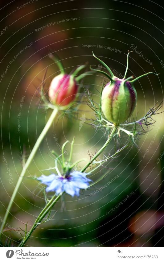 Jungfer im Grünen Farbfoto Außenaufnahme Nahaufnahme Textfreiraum oben Textfreiraum unten Natur Pflanze Frühling Sommer Schönes Wetter Blume Blüte Blühend