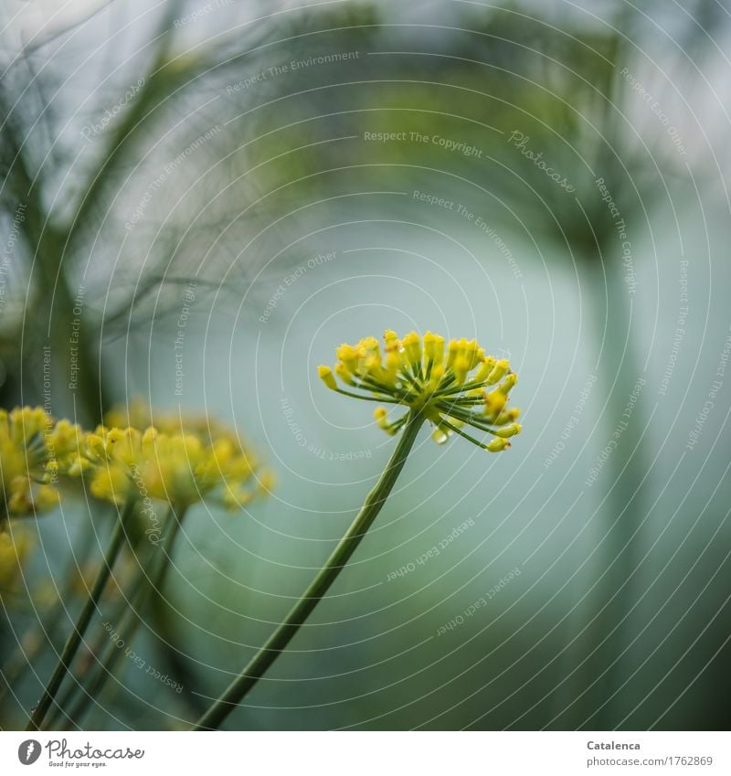 Fenchelblüte Umwelt Natur Pflanze Wassertropfen Sommer schlechtes Wetter Regen Garten Gemüsegarten Blühend Duft frisch nass schön gelb grau grün türkis