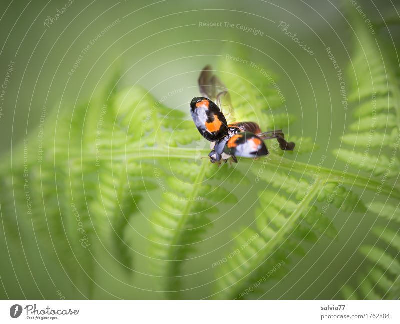 Klangfarbe | lautlos Umwelt Natur Pflanze Tier Sommer Farn Blatt Wildpflanze Wildtier Käfer Flügel Marienkäfer Insel nützlich 1 fliegen grün schwarz Glück