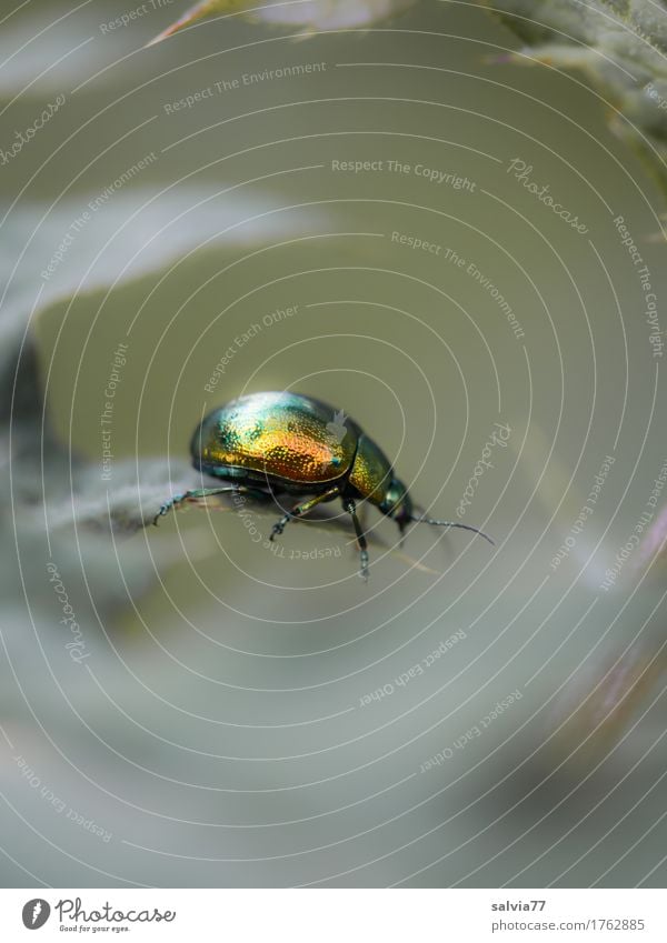 Prachtkerl Umwelt Natur Pflanze Tier Sommer Blatt Grünpflanze Wildtier Käfer Minzekäfer 1 glänzend krabbeln oben schön gold grau grün Farbe Leichtigkeit