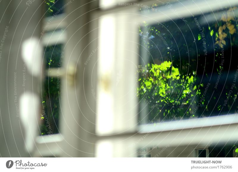 Blick ins Grüne Umwelt Natur Pflanze Sommer Schönes Wetter Baum Blatt Park Garten Fenster Freundlichkeit grau grün weiß Lebensfreude Kraft Sicherheit Schutz