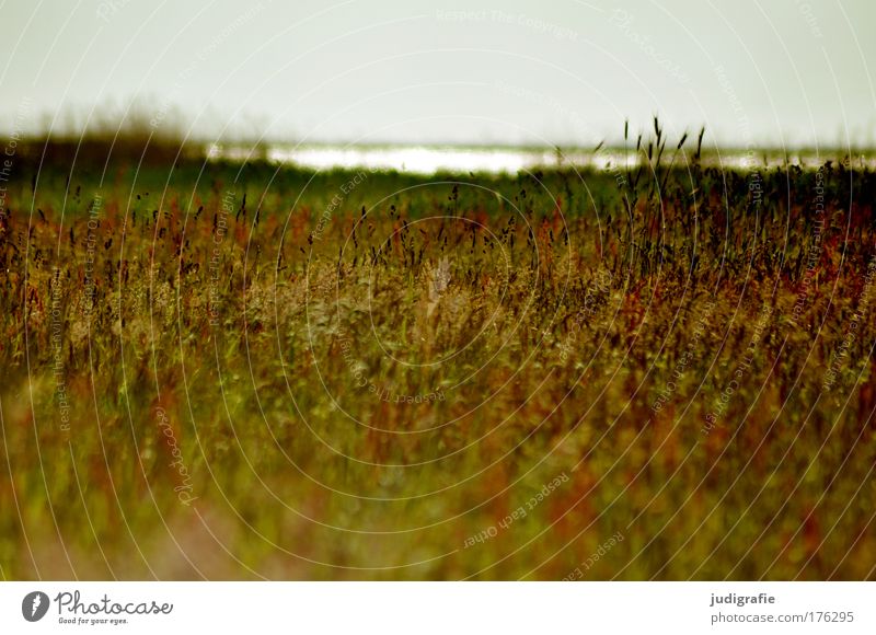 Wiese am Bodden Farbfoto Außenaufnahme Menschenleer Tag Umwelt Natur Landschaft Pflanze Wasser Himmel Sommer Gras Küste Ostsee See natürlich schön wild