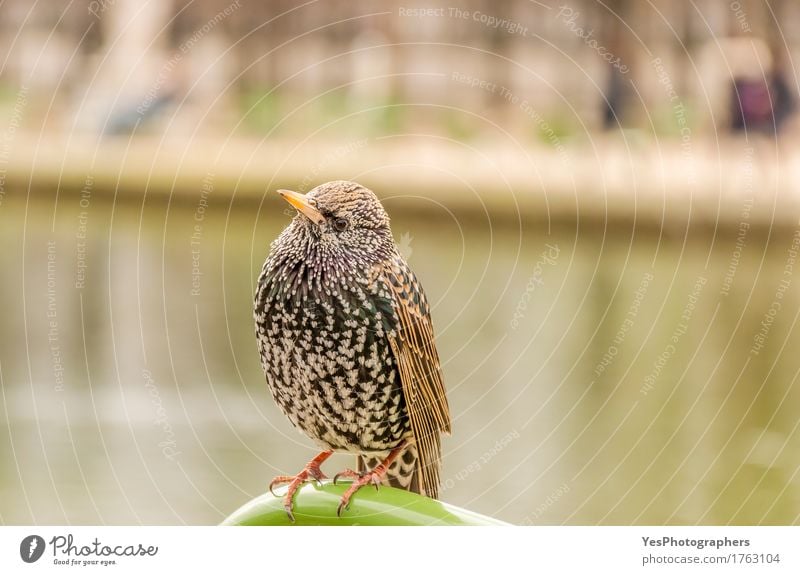 Starling Vogel auf einer Metallstange Natur Tier Wildtier Flügel 1 stehen Freundlichkeit klein gelb schwarz weiß Farbe Schnabel farbenfroh Volksstar Europa