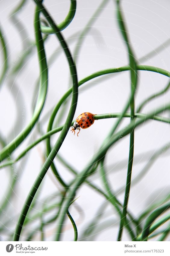 ich springe ! Farbfoto mehrfarbig Nahaufnahme Detailaufnahme Makroaufnahme Menschenleer Textfreiraum links Textfreiraum rechts Textfreiraum oben