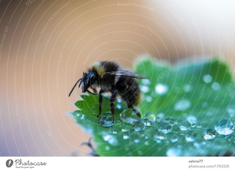 Frühaufsteher Umwelt Natur Pflanze Tier Wasser Wassertropfen Frühling Sommer Blatt Tau Garten Wildtier Hummel Insekt 1 frisch braun grün Beginn Leben Morgen